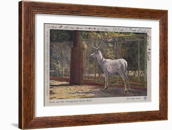 White Deer in the Zoo in Berlin-null-Framed Giclee Print