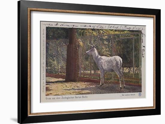 White Deer in the Zoo in Berlin-null-Framed Giclee Print