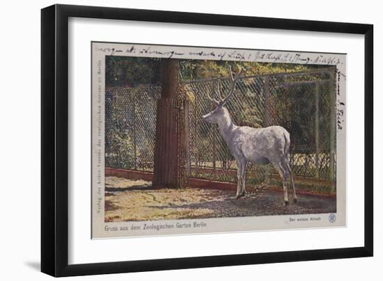White Deer in the Zoo in Berlin-null-Framed Giclee Print