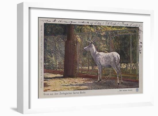 White Deer in the Zoo in Berlin-null-Framed Giclee Print