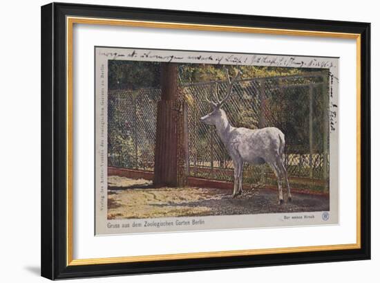 White Deer in the Zoo in Berlin-null-Framed Giclee Print