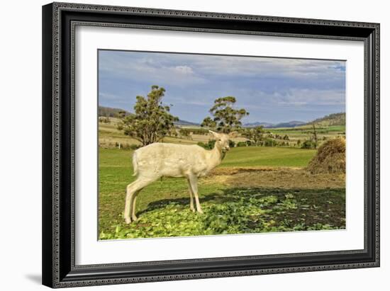 White Deer-Incredi-Framed Premium Giclee Print