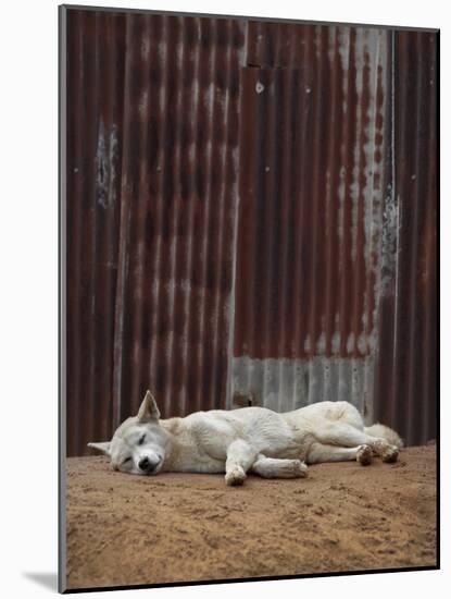 White Dingo-SD Smart-Mounted Photographic Print