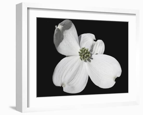 White Dogwood Bloom-Karen Williams-Framed Photographic Print