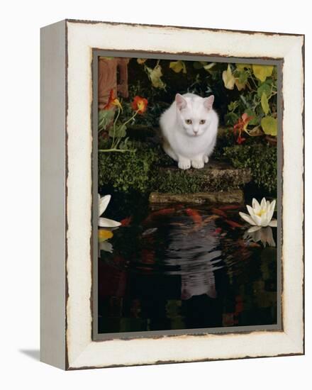 White Domestic Cat Watching Goldfish in Garden Pond-Jane Burton-Framed Premier Image Canvas