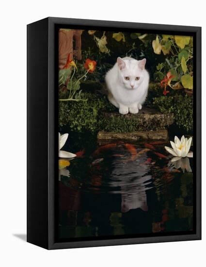 White Domestic Cat Watching Goldfish in Garden Pond-Jane Burton-Framed Premier Image Canvas