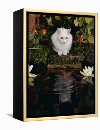 White Domestic Cat Watching Goldfish in Garden Pond-Jane Burton-Framed Premier Image Canvas