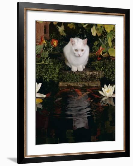 White Domestic Cat Watching Goldfish in Garden Pond-Jane Burton-Framed Photographic Print