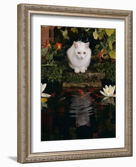 White Domestic Cat Watching Goldfish in Garden Pond-Jane Burton-Framed Photographic Print