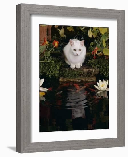 White Domestic Cat Watching Goldfish in Garden Pond-Jane Burton-Framed Photographic Print