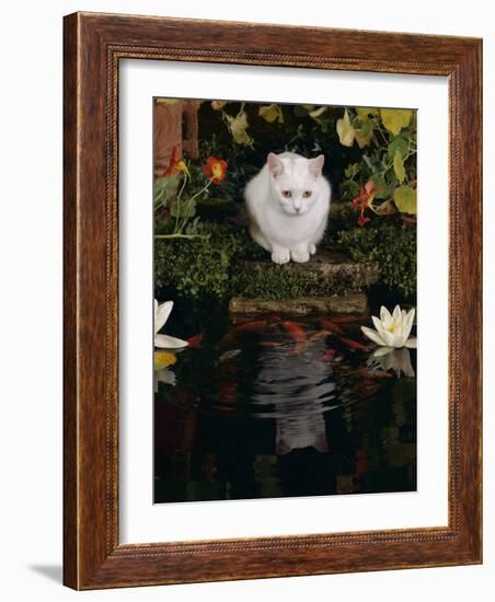 White Domestic Cat Watching Goldfish in Garden Pond-Jane Burton-Framed Photographic Print