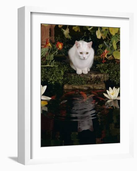 White Domestic Cat Watching Goldfish in Garden Pond-Jane Burton-Framed Photographic Print