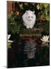 White Domestic Cat Watching Goldfish in Garden Pond-Jane Burton-Mounted Photographic Print