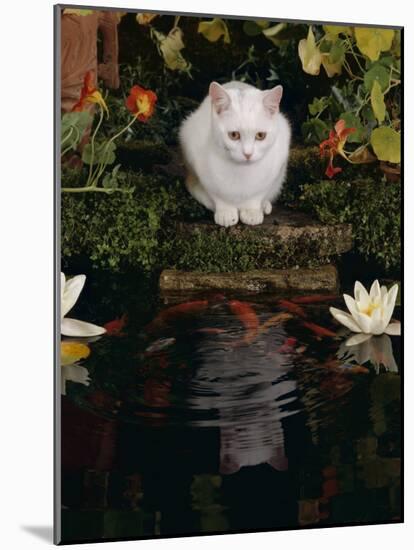 White Domestic Cat Watching Goldfish in Garden Pond-Jane Burton-Mounted Photographic Print