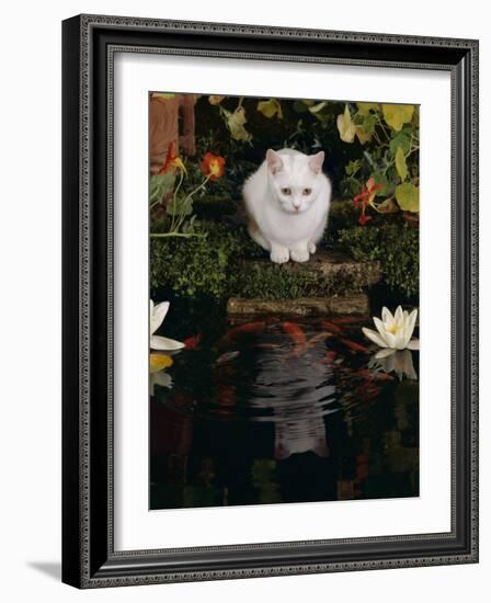 White Domestic Cat Watching Goldfish in Garden Pond-Jane Burton-Framed Photographic Print