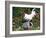 White Dorking Domestic Chicken Rooster / Cock Male, in Garden, USA-Lynn M. Stone-Framed Photographic Print