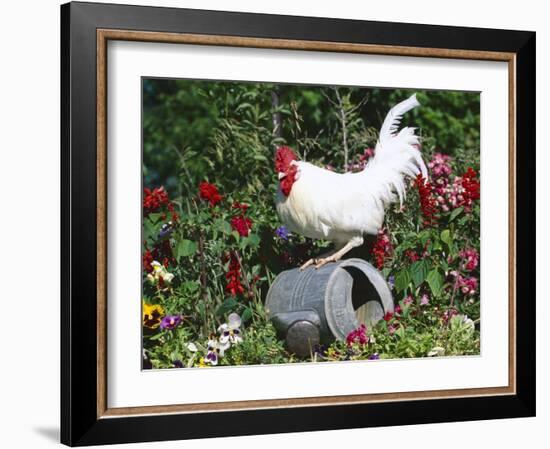 White Dorking Domestic Chicken Rooster / Cock Male, in Garden, USA-Lynn M. Stone-Framed Photographic Print