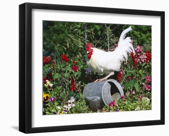 White Dorking Domestic Chicken Rooster / Cock Male, in Garden, USA-Lynn M. Stone-Framed Photographic Print