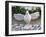 White dove made of feathers, symbolizing Holy Spirit. Festa dos Tabuleiros celebration in Portugal.-Julie Eggers-Framed Photographic Print