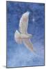 White Dove-Christo Monti-Mounted Giclee Print