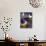 White Doves in Plaza Tiled Fountain, Sevilla, Spain-John & Lisa Merrill-Photographic Print displayed on a wall