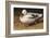 White Duck-Chris Vest-Framed Art Print