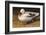 White Duck-Chris Vest-Framed Art Print