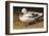 White Duck-Chris Vest-Framed Art Print