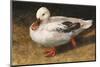 White Duck-Chris Vest-Mounted Art Print