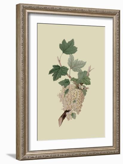 White Dutch Currant-William Hooker-Framed Art Print