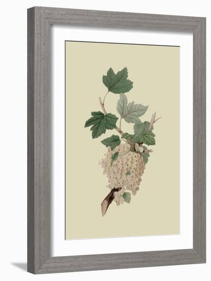 White Dutch Currant-William Hooker-Framed Art Print