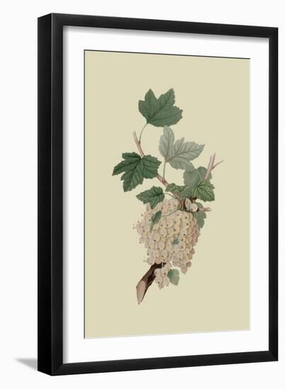 White Dutch Currant-William Hooker-Framed Art Print