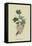 White Dutch Currant-William Hooker-Framed Stretched Canvas