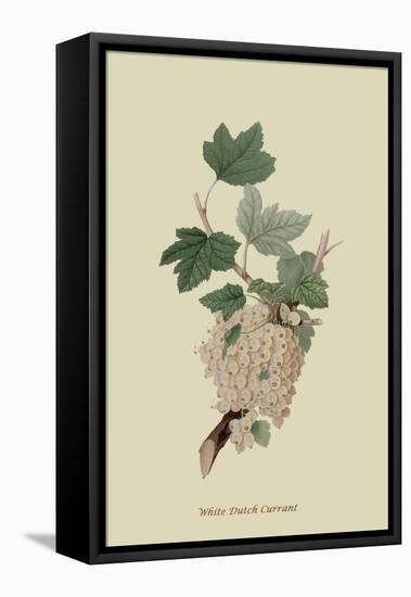 White Dutch Currant-William Hooker-Framed Stretched Canvas