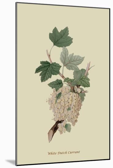 White Dutch Currant-William Hooker-Mounted Art Print