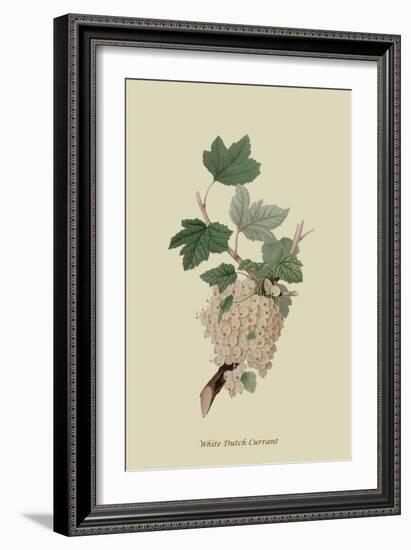 White Dutch Currant-William Hooker-Framed Art Print