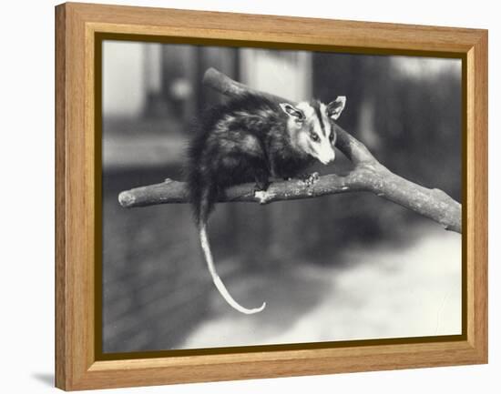 White-Eared Opossum on a Branch in London Zoo, December 1918-Frederick William Bond-Framed Premier Image Canvas