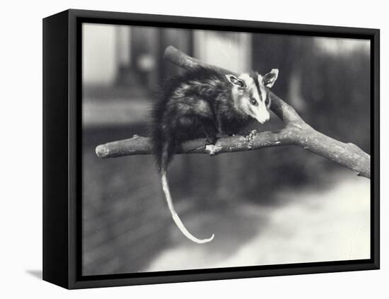 White-Eared Opossum on a Branch in London Zoo, December 1918-Frederick William Bond-Framed Premier Image Canvas