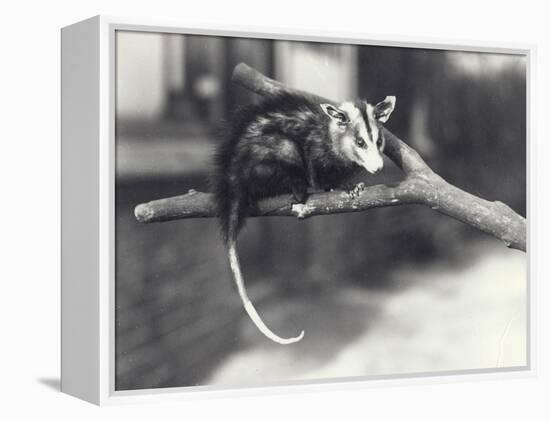 White-Eared Opossum on a Branch in London Zoo, December 1918-Frederick William Bond-Framed Premier Image Canvas