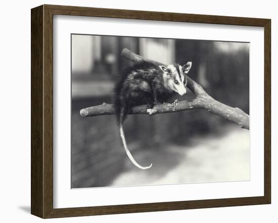White-Eared Opossum on a Branch in London Zoo, December 1918-Frederick William Bond-Framed Photographic Print
