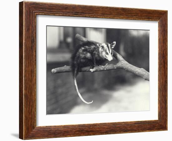 White-Eared Opossum on a Branch in London Zoo, December 1918-Frederick William Bond-Framed Photographic Print