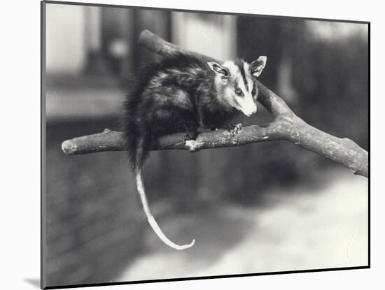 White-Eared Opossum on a Branch in London Zoo, December 1918-Frederick William Bond-Mounted Photographic Print