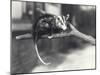 White-Eared Opossum on a Branch in London Zoo, December 1918-Frederick William Bond-Mounted Photographic Print