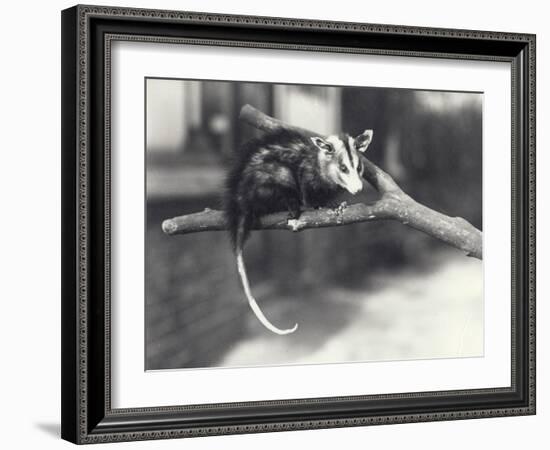 White-Eared Opossum on a Branch in London Zoo, December 1918-Frederick William Bond-Framed Photographic Print