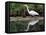 White Egret at Magnolia Plantation and Gardens, Charleston, South Carolina, USA-Julie Eggers-Framed Premier Image Canvas