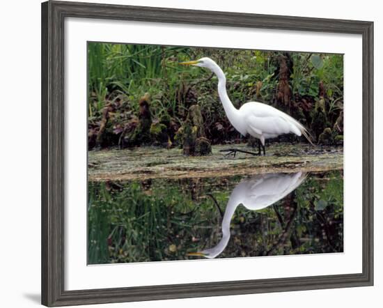 White Egret at Magnolia Plantation and Gardens, Charleston, South Carolina, USA-Julie Eggers-Framed Photographic Print