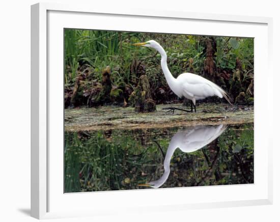 White Egret at Magnolia Plantation and Gardens, Charleston, South Carolina, USA-Julie Eggers-Framed Photographic Print