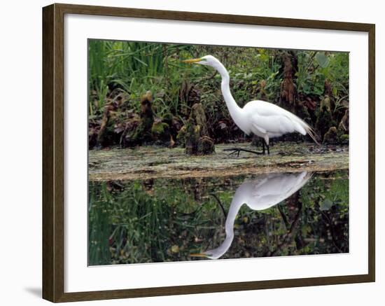 White Egret at Magnolia Plantation and Gardens, Charleston, South Carolina, USA-Julie Eggers-Framed Photographic Print