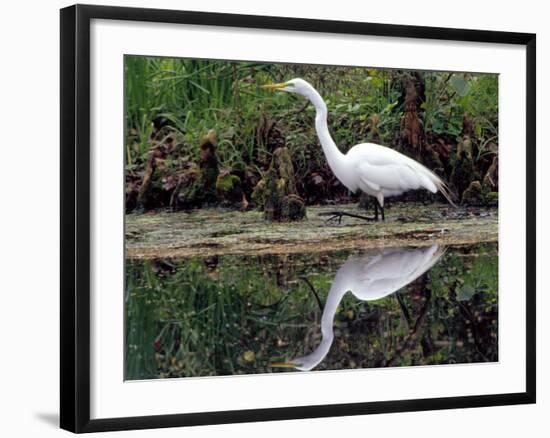 White Egret at Magnolia Plantation and Gardens, Charleston, South Carolina, USA-Julie Eggers-Framed Photographic Print