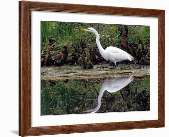 White Egret at Magnolia Plantation and Gardens, Charleston, South Carolina, USA-Julie Eggers-Framed Photographic Print